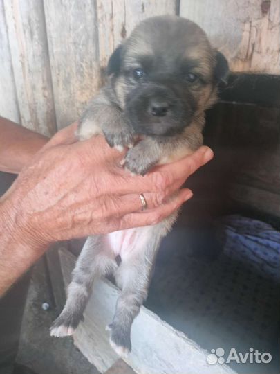 Щенки пекинеса