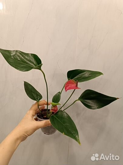 Антуриум Сирано