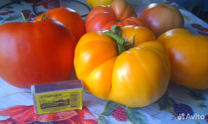 Семена коллекционных сортов томата