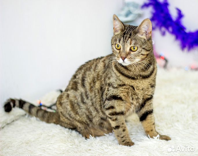 Красивая камышка ищет новый дом