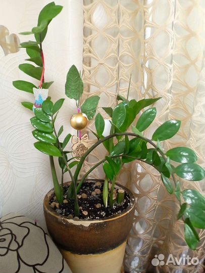 Замиокулькас