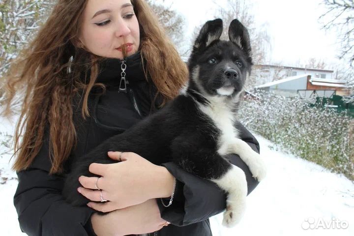 Щенок мальчик в добрые руки