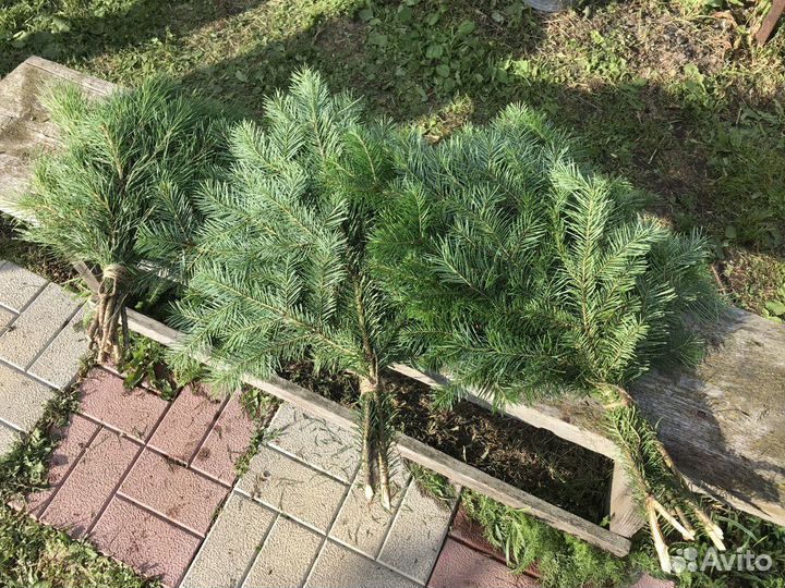 Веники для бани пихта