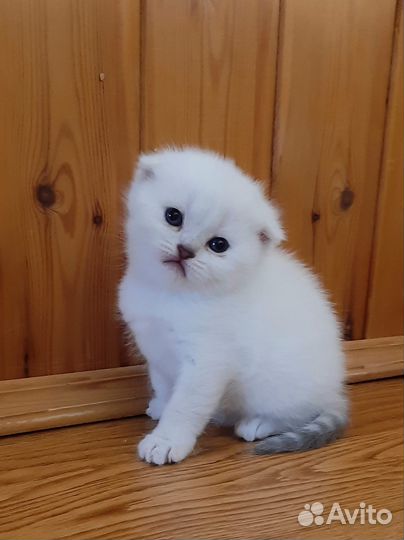 Шотландские вислоухие котята