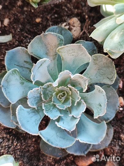 Суккуленты эхеверия