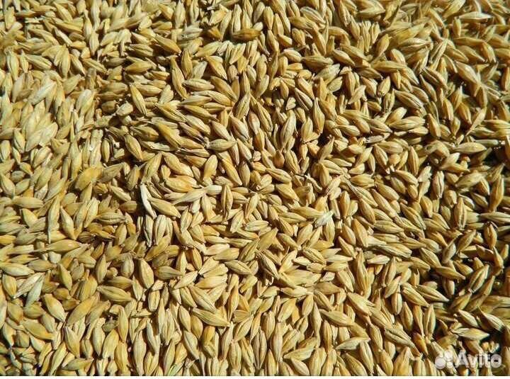 Зерно ячмень