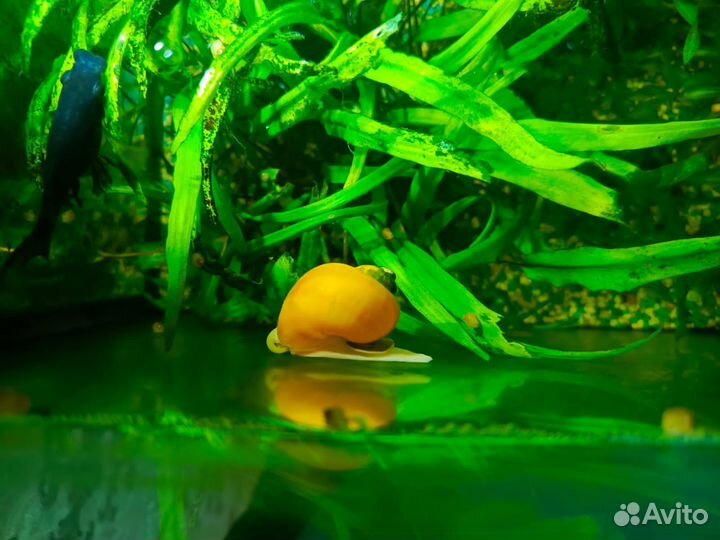 Улитки аквариумные ампулярии