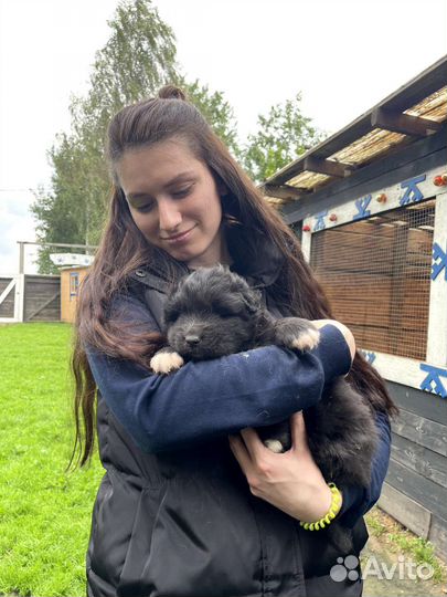 Программа с енотами