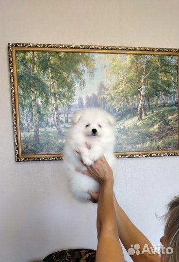 Белые пушистики