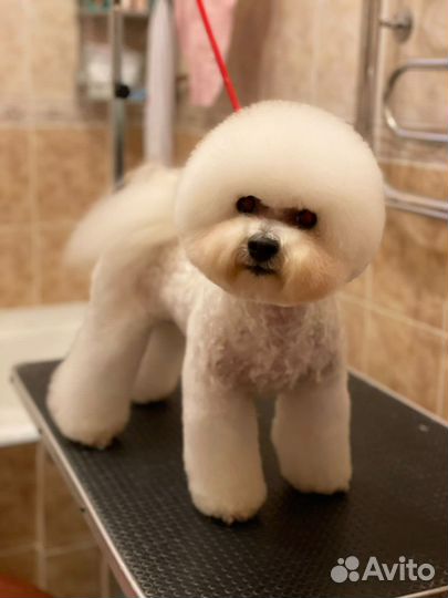 Бишон фризе щенки