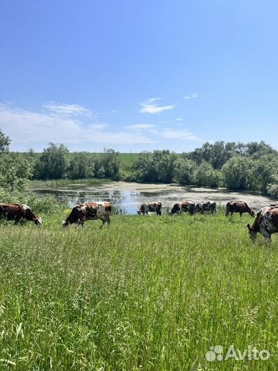 Коровы дойные