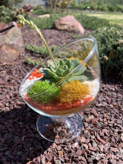 Флорариум суккуленты, подарок