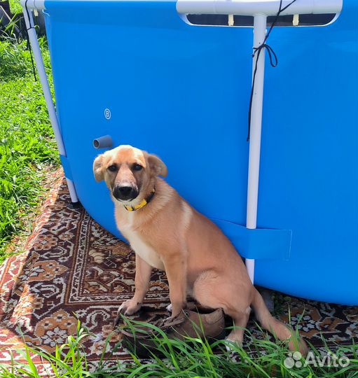 Буся-собачка подружка, а не игрушка