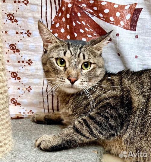 Шикарный тигренок Шейн молодой котик в добрые руки