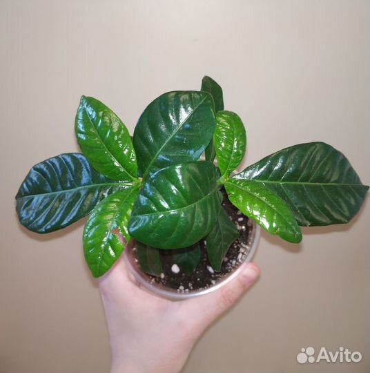 Жасмин Комнатный Ароматный Черенок две макушки