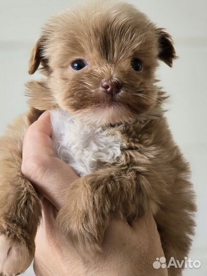 Мальтипу девочка микро корейский тип