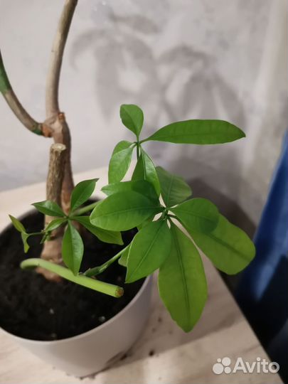 Пахира акватика