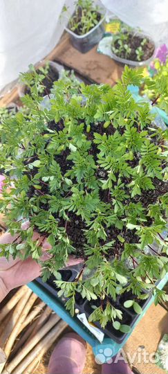 Рассада бархатцы