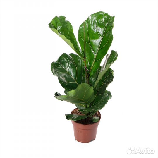 Высокие растения