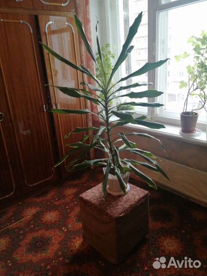 Пальма юкка