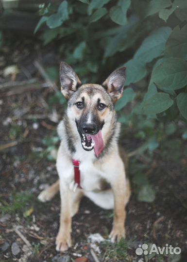 Щенок в добрые руки. Пряня ищет дом