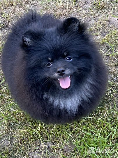 Шпиц щенок кобель