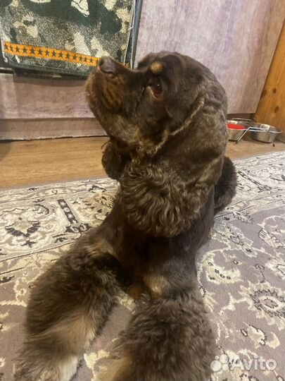 Ищем девочку для случки