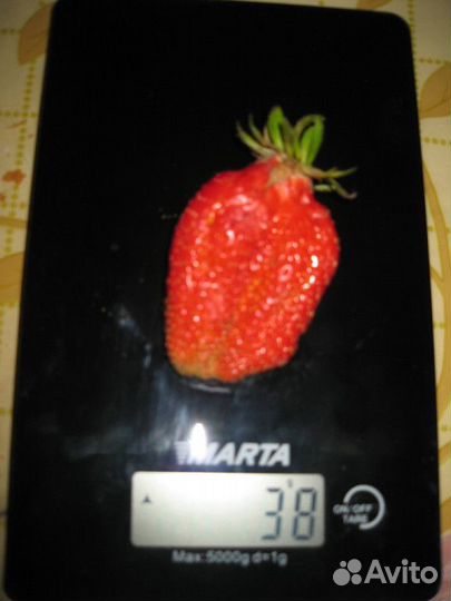 Земляника садовая