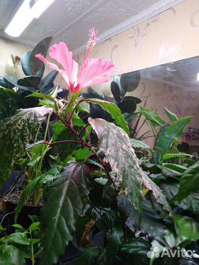 Комнатные цветы