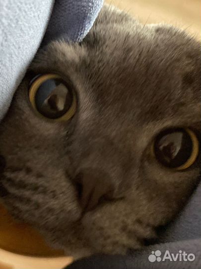 Коты в добрые руки