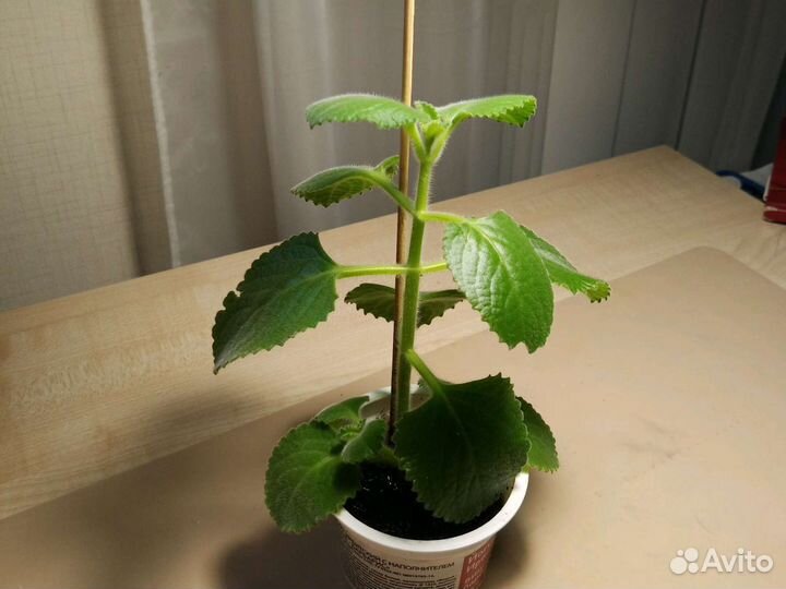 Плектрантус -комнатная мята