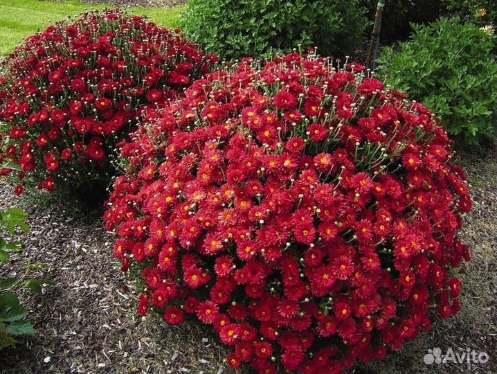 Хризантемы мультифлора