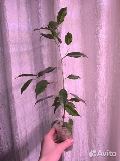 Фикус Бенджамина