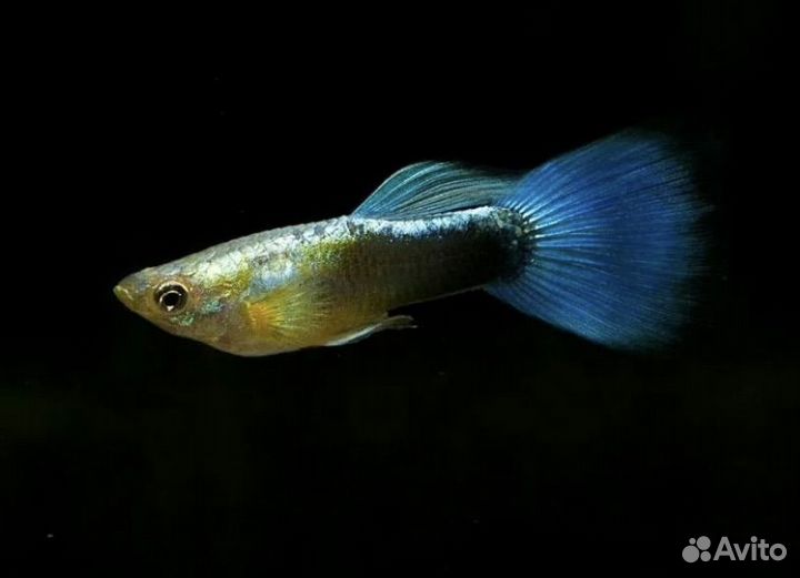 Рыбки гуппи