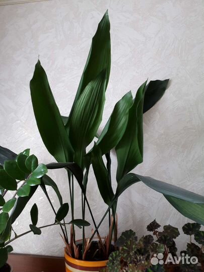 Аспидистра