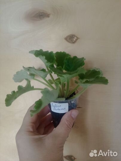 Фиалки сортовые