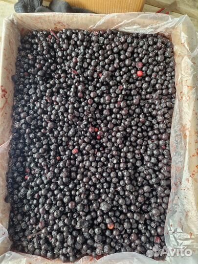 Черника дикая