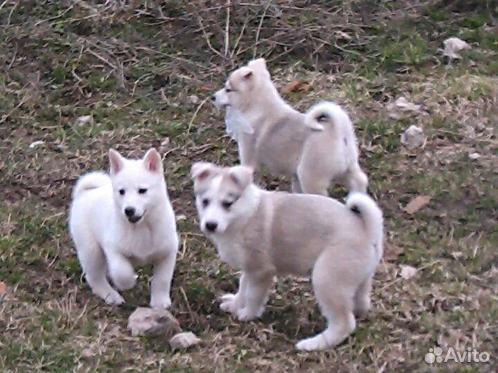 Щенята