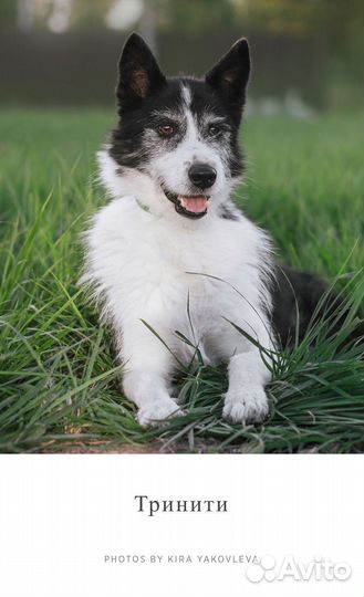 Собака в добрые руки