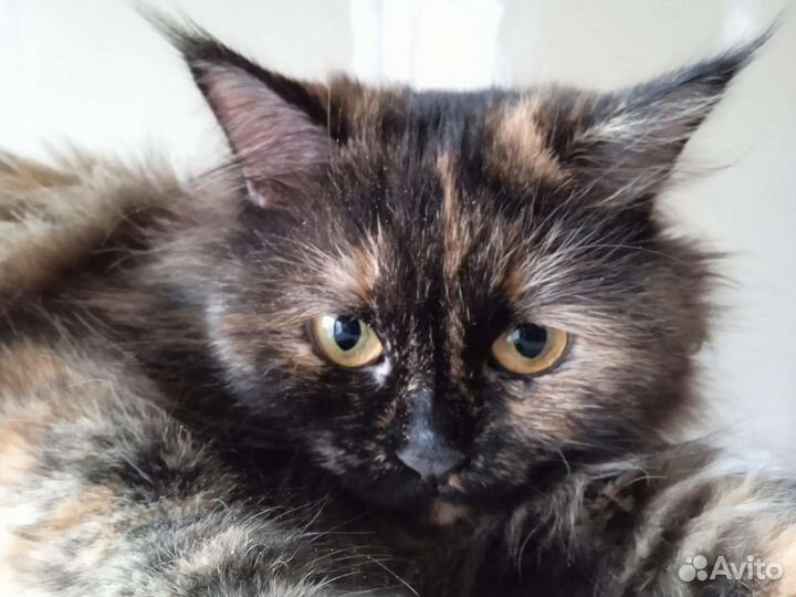 Молоденькая милая киса Черри