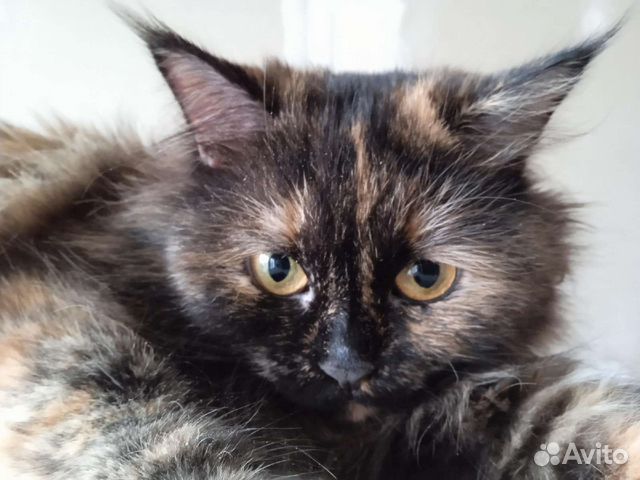 Молоденькая милая киса Черри