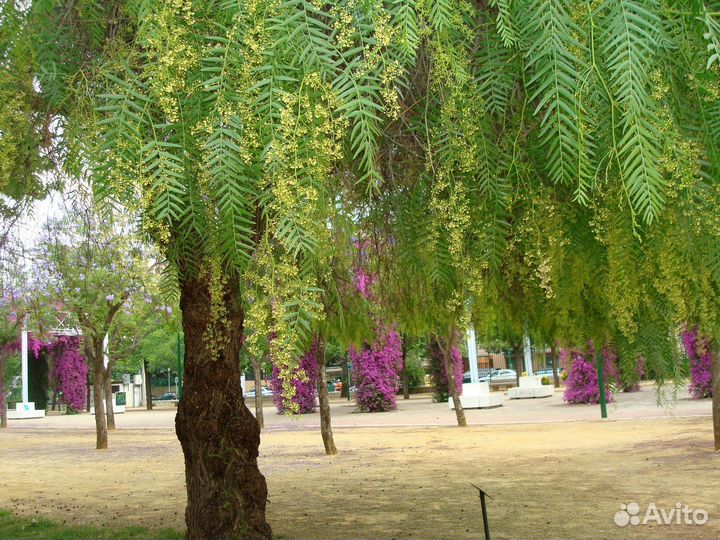 Перуанский перец (Шинус мягкий), семена