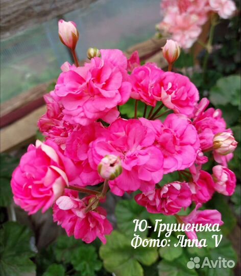 Пеларгония та Эммануэль и др