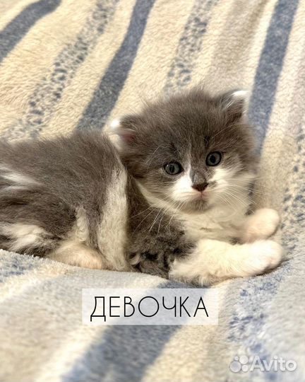 Кошечки В добрые руки