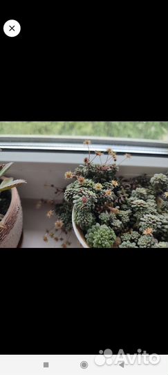 Суккулент Монантес Муралис