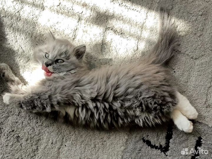 Котята в добрые руки даром