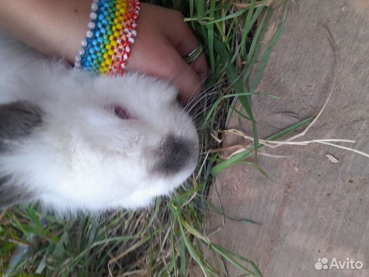 Декоративные кролики