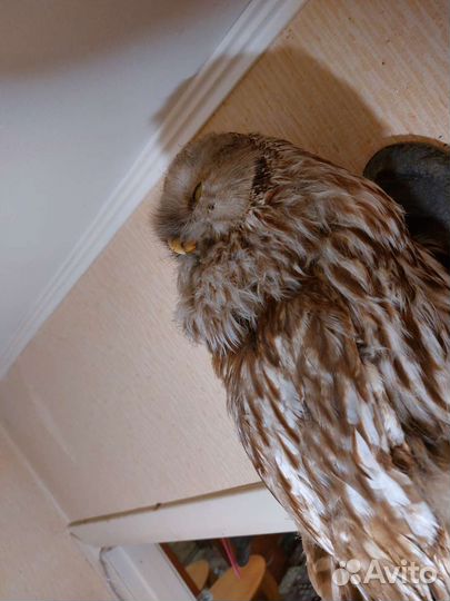 Чучело совы