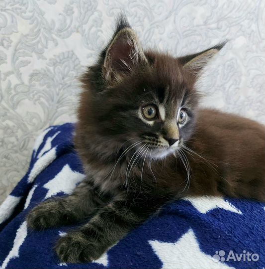 Мейн-кун Мальчик Котёнок