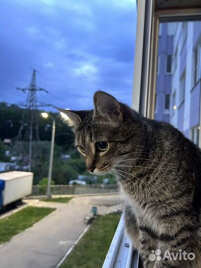 Потерялась кошка